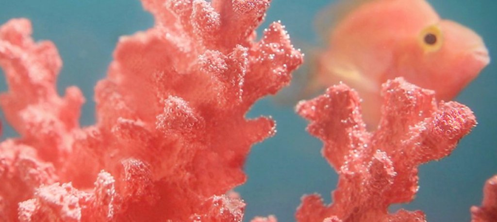 Living Coral – Pantone Colour of The Year 2019