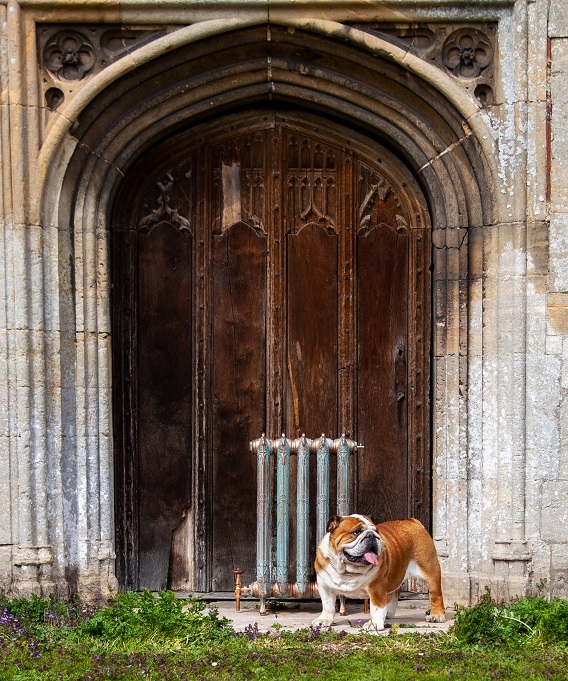 A dog standing in front of a door Description automatically generated