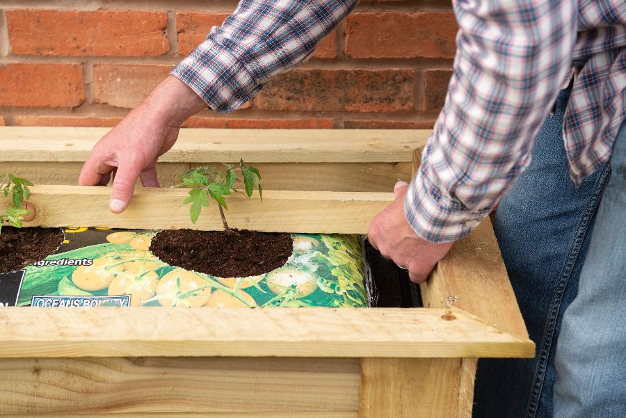 A person planting a plant in a wooden box Description automatically generated