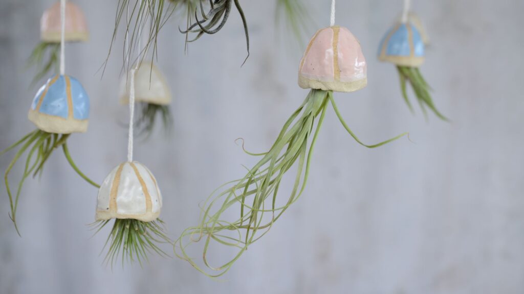 Habulous Introduces Innovative Air Plant Displays